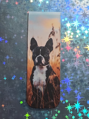 Boston terrier magnetisches - terrier, --